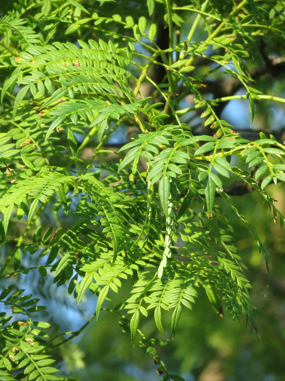 Jacaranda 30