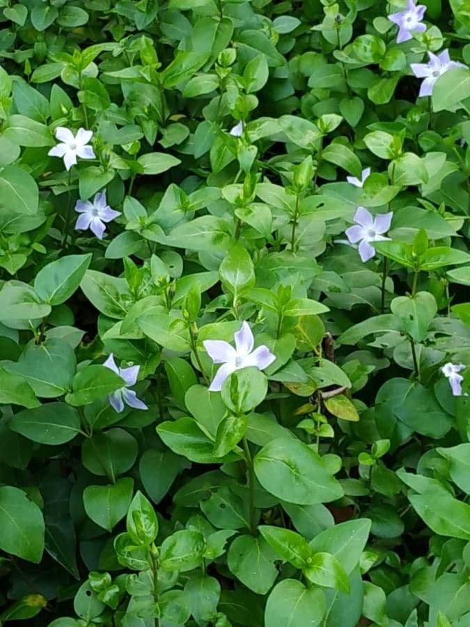 Pervinca difforme 5