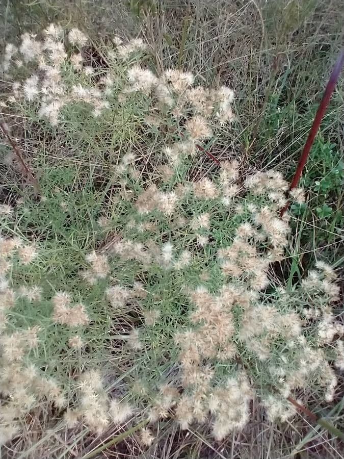 Brickellia eupatorioides 12