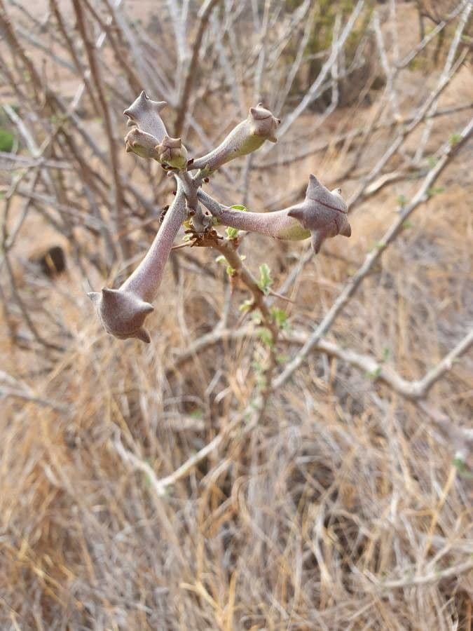 Sesamothamnus 24