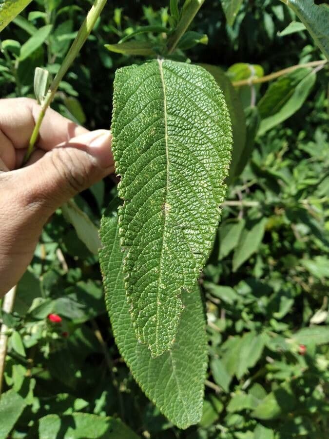 Salvia splendente 10