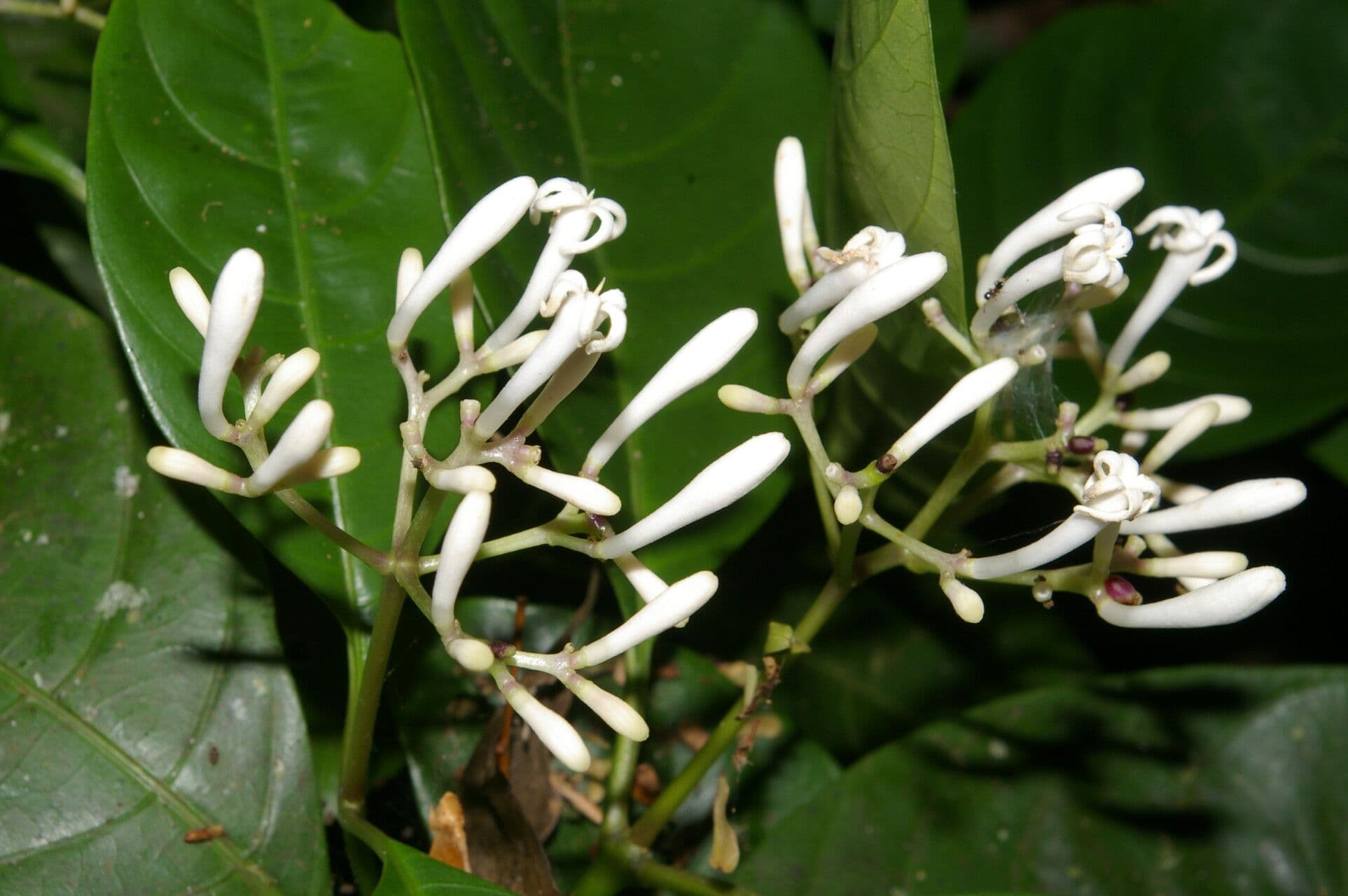Palicourea 5