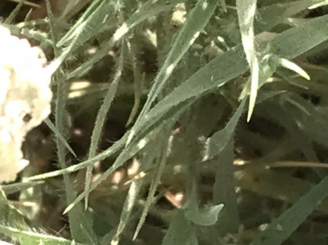 Aeluropus lagopoides 15