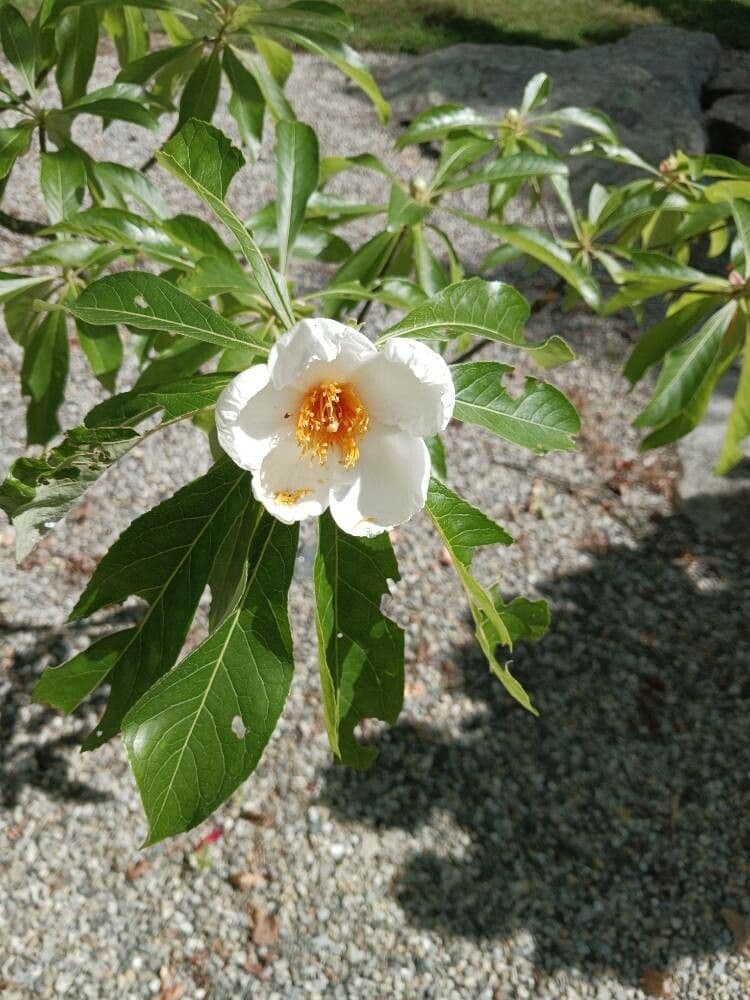 Franklinia 5