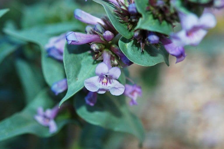 Penstemon 2