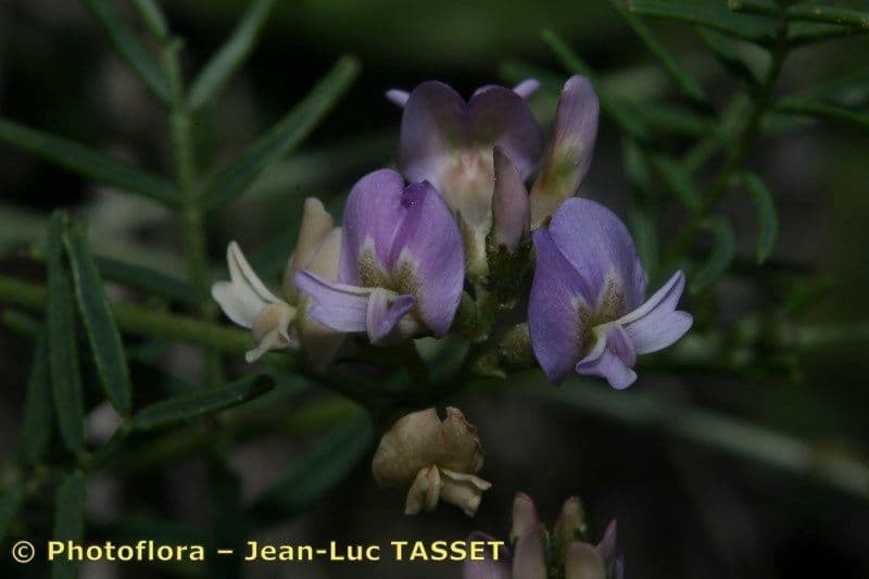Astragalo austriaco 6