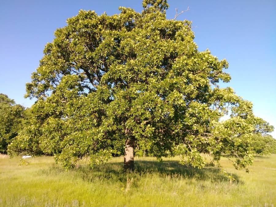 Roble estrellado