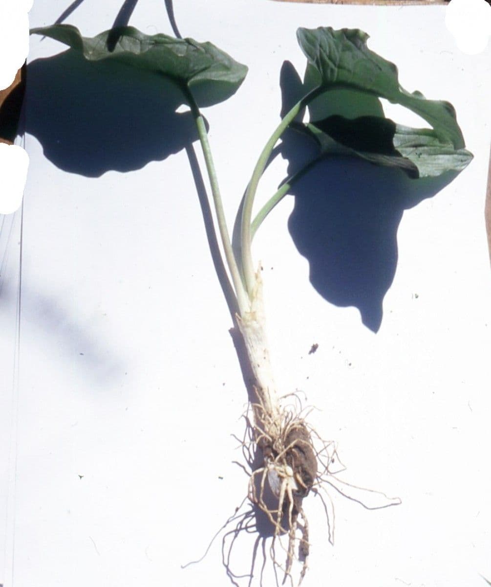 Cylindrical Calla 13