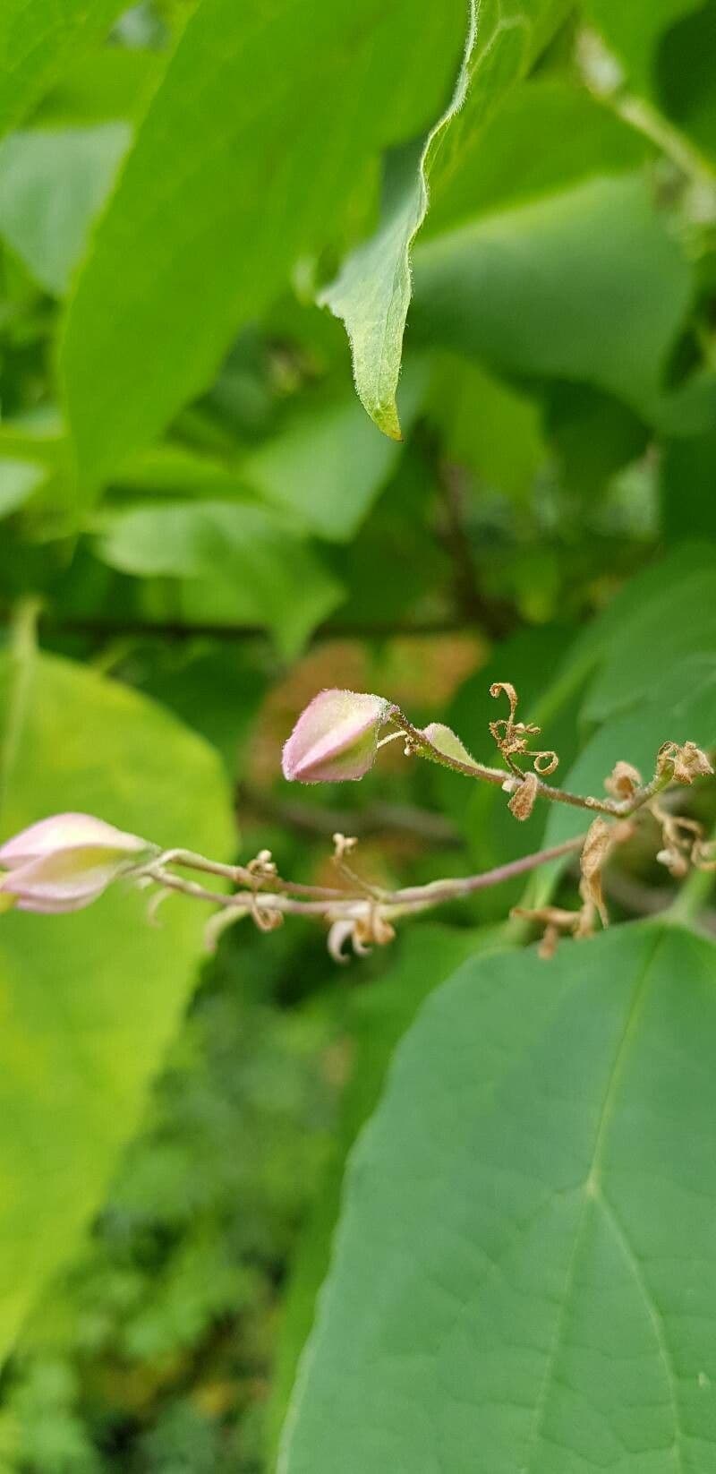 Glory bower 30