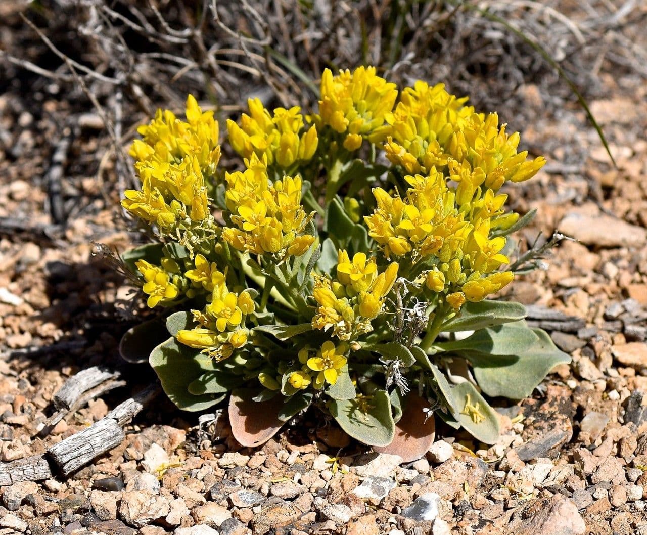 Physaria 9