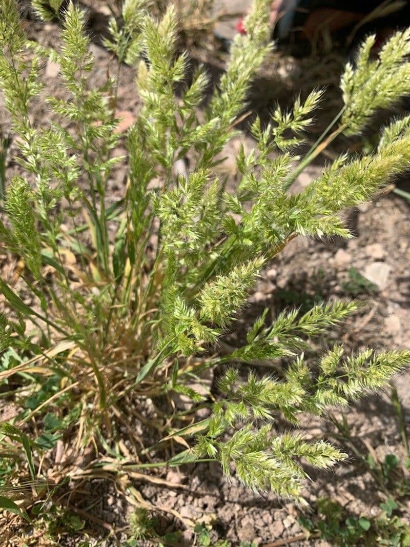 Trisetaria panicea 7