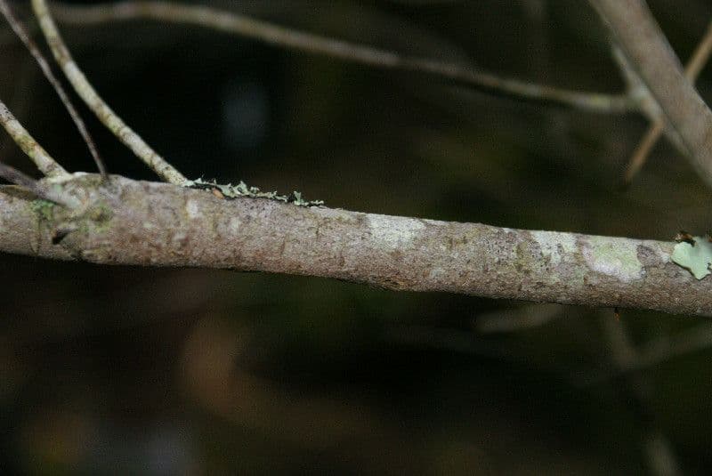 Phylica 18