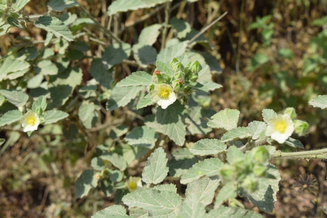 Sida cordifolia 12