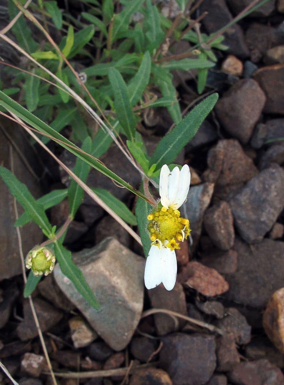 Tagetes micrantha 7