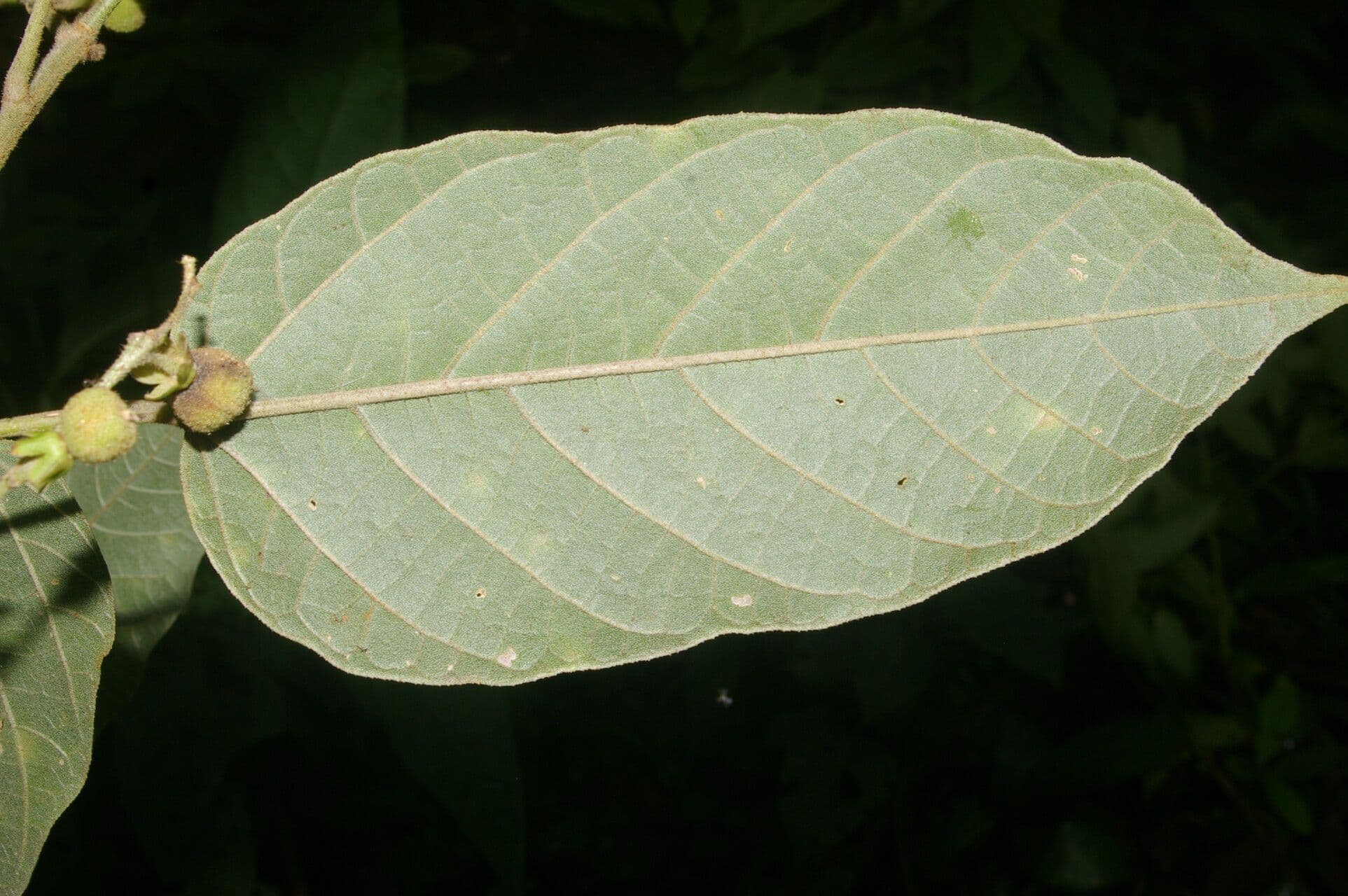 Croton 11