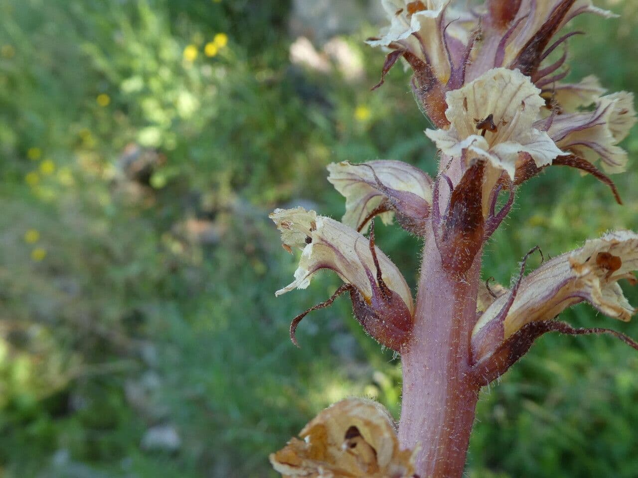 Corbiculada 22