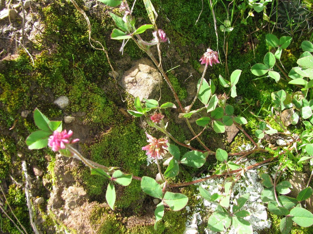 Trifoglio 2