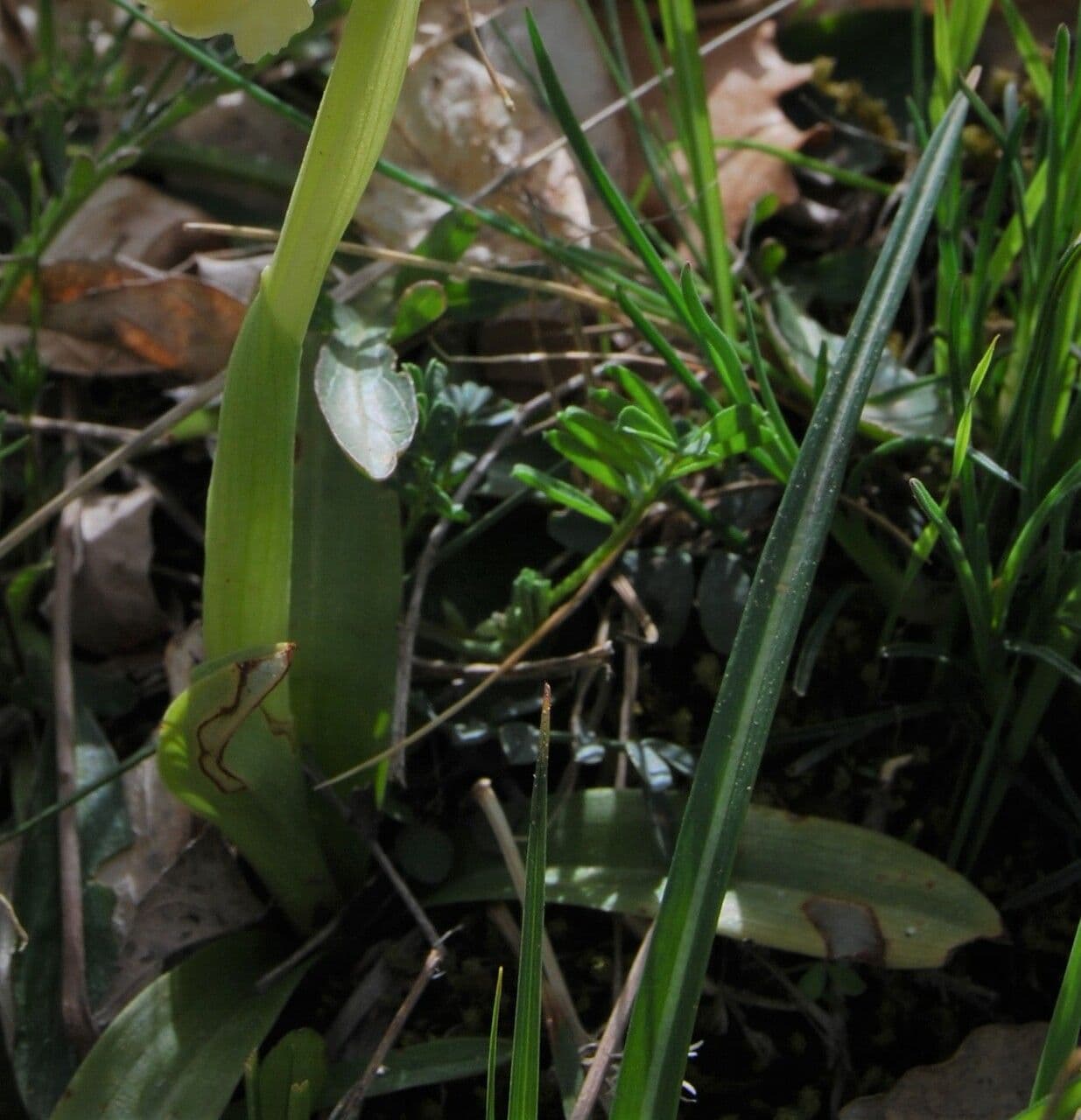 Orchide 11