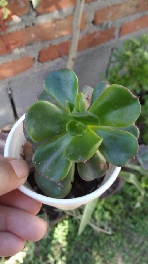 Echeveria 5