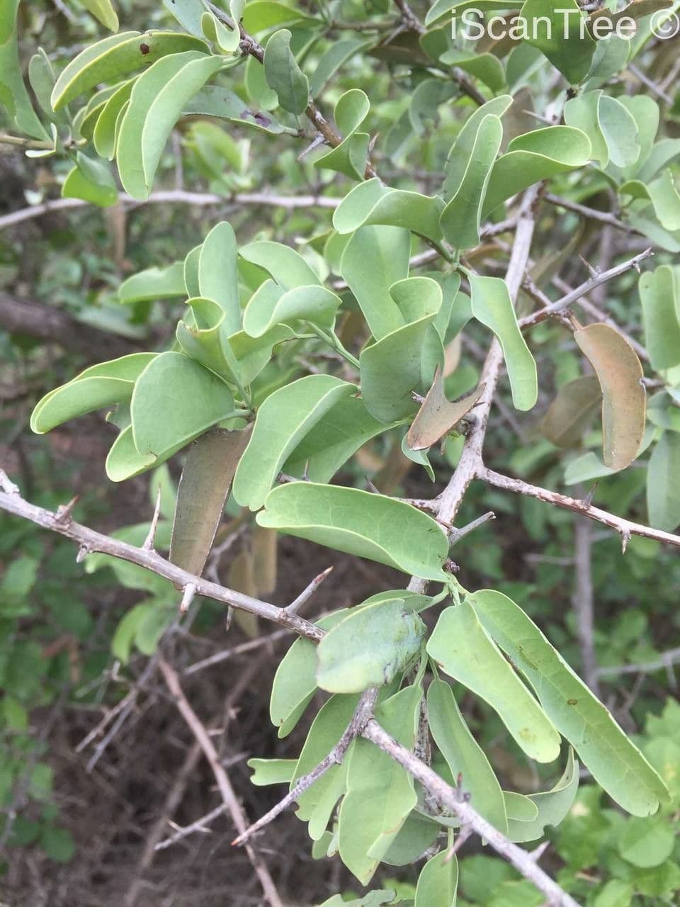 Ximenia caffra 7