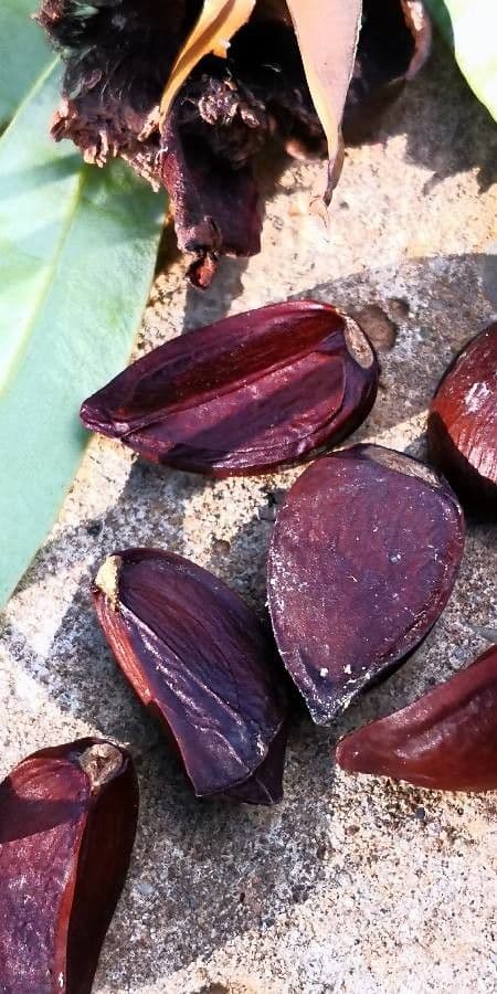 Echte Mesua 26