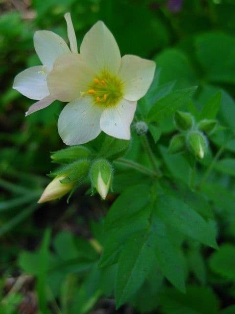 Polemonium 4