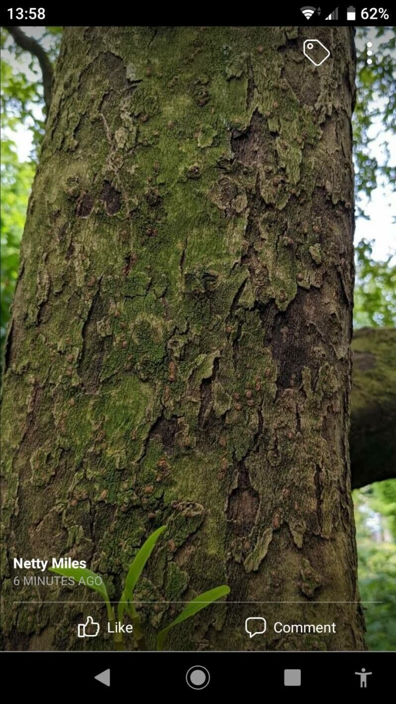 Griselinia 18