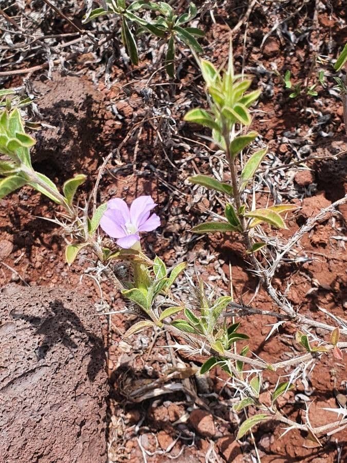 Barleria 6