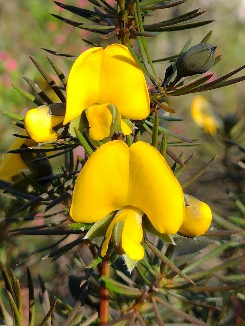 Gompholobium grandiflorum 2