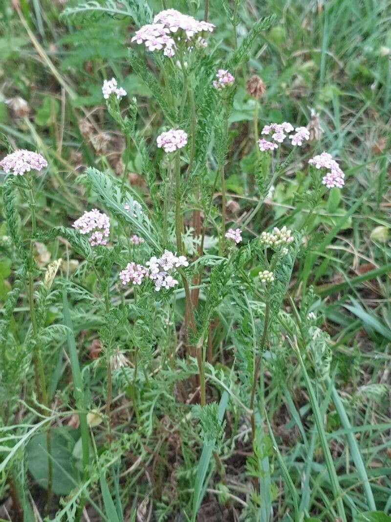 Achillea roseo-alba 7