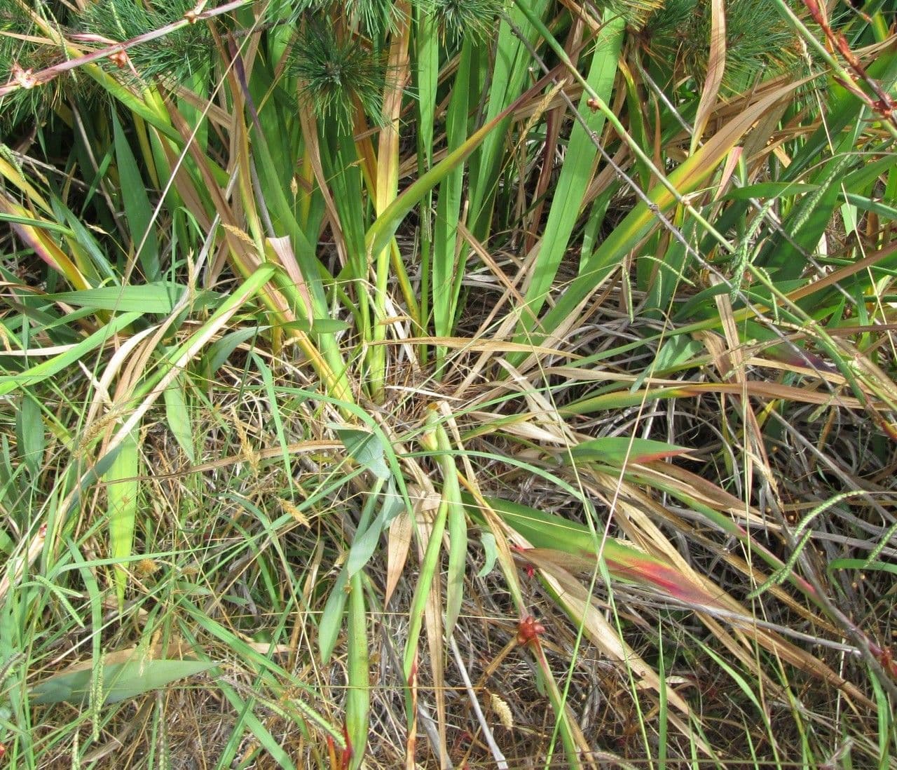 Watsonia meriana 15