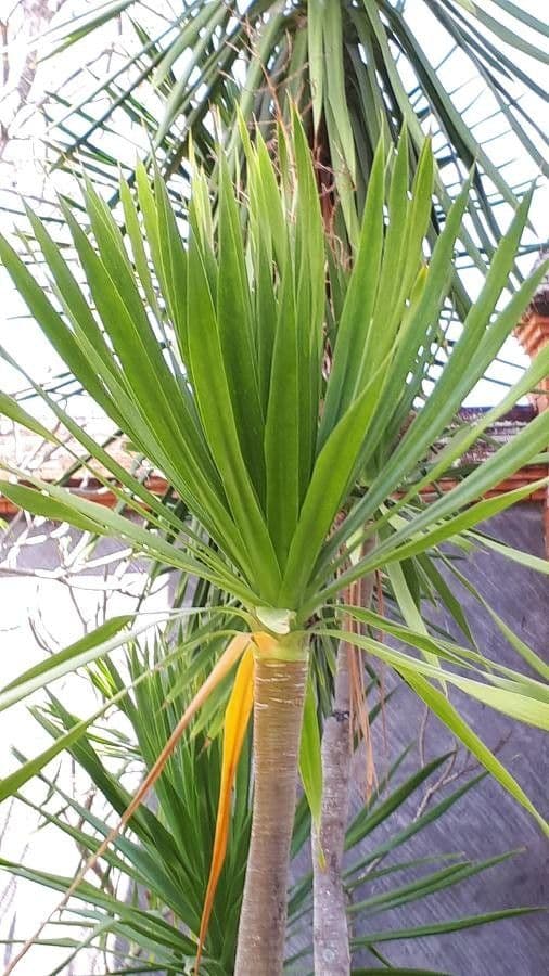 Yuca gigante 16