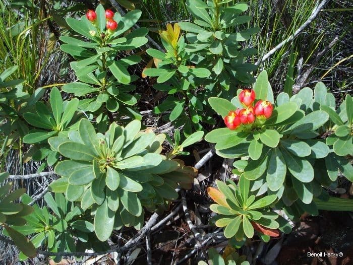 Xanthostemon 12