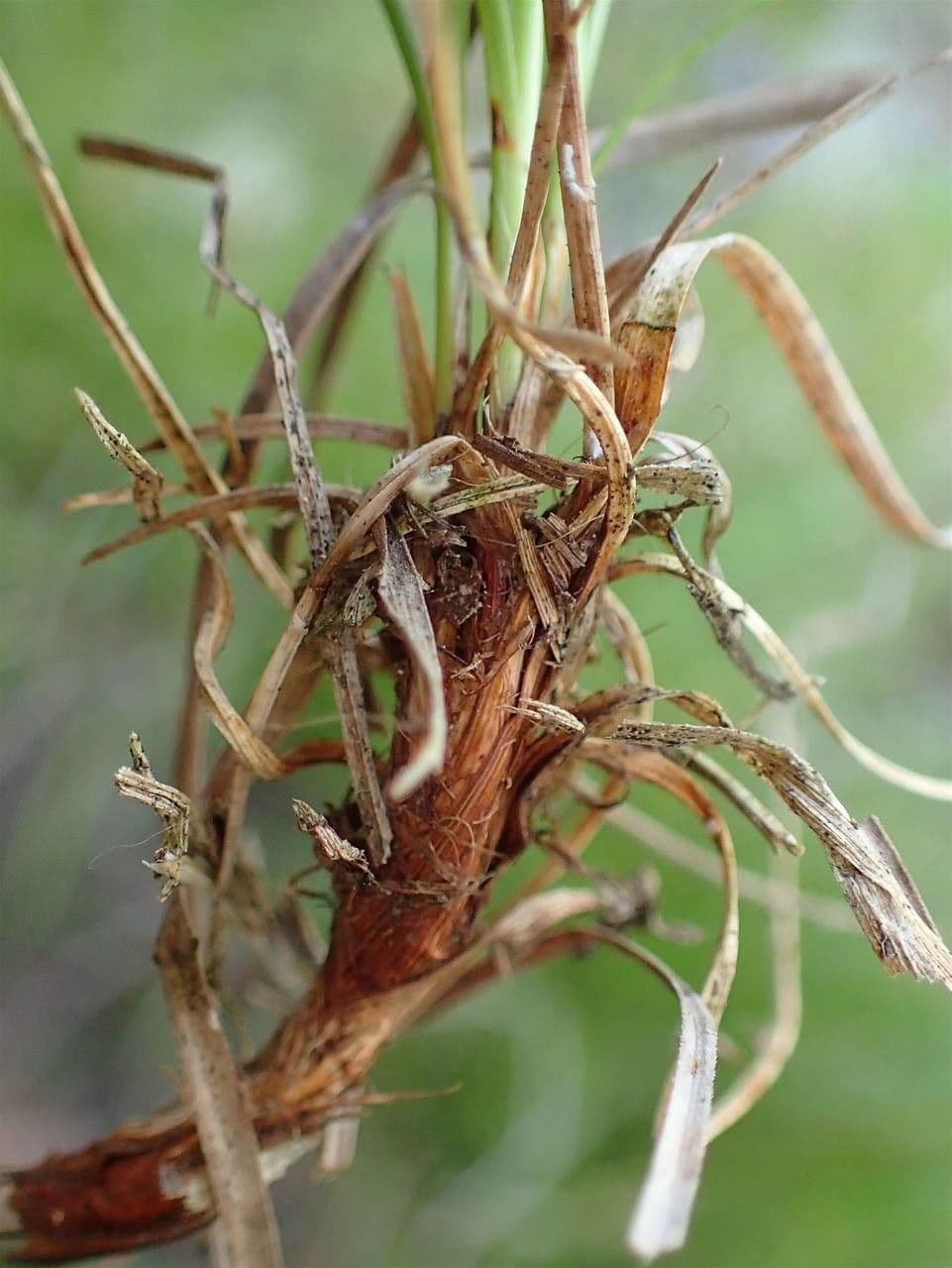 Dwarf sedge 3