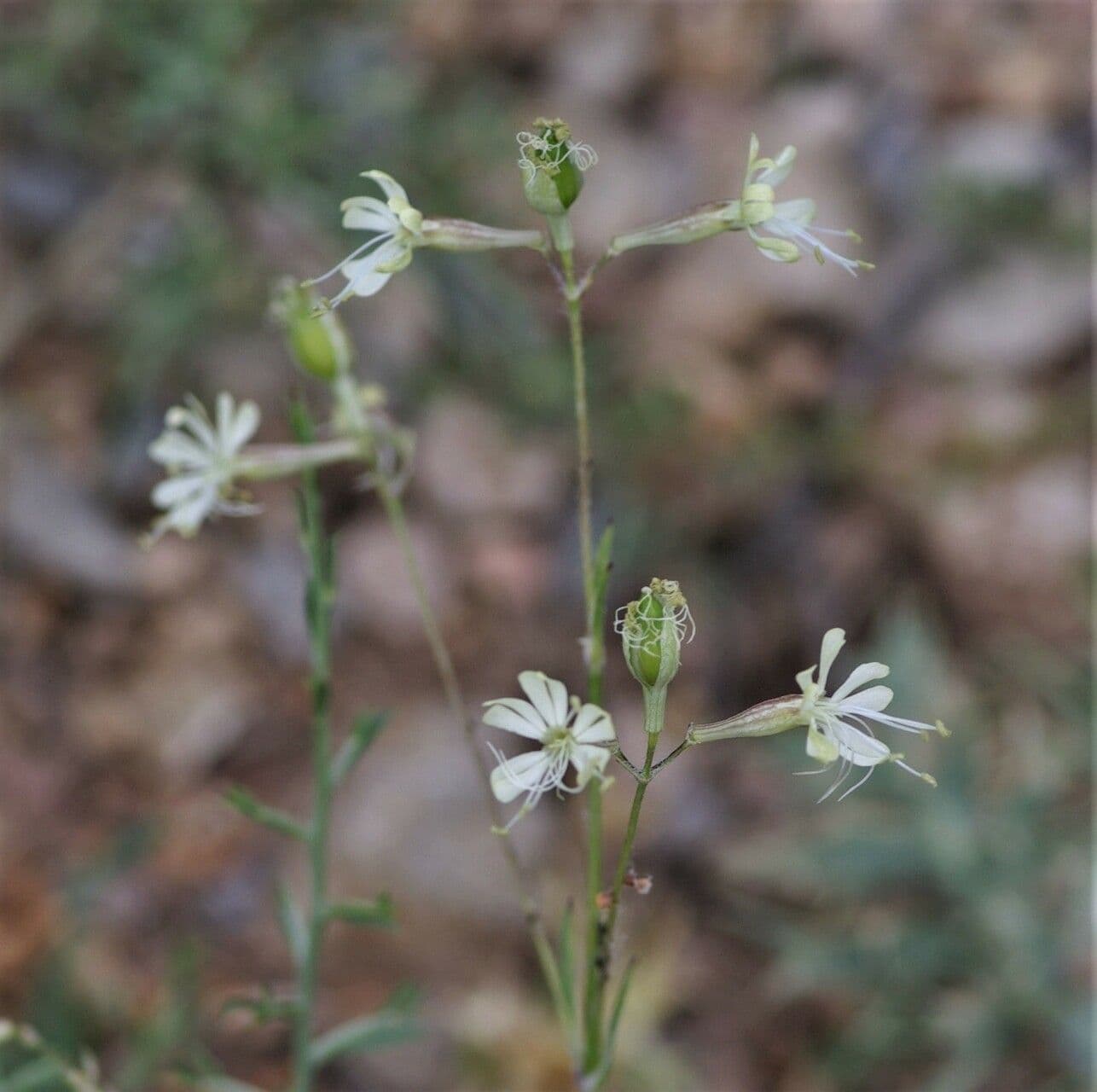Silene mellifera 2