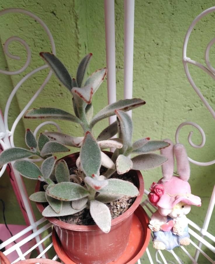 Pianta panda 7