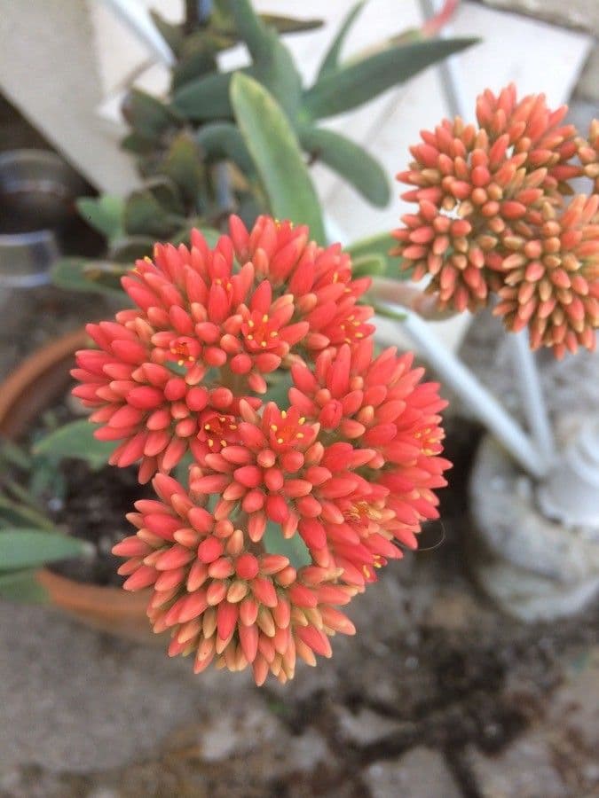 Crassula perfoliata 3
