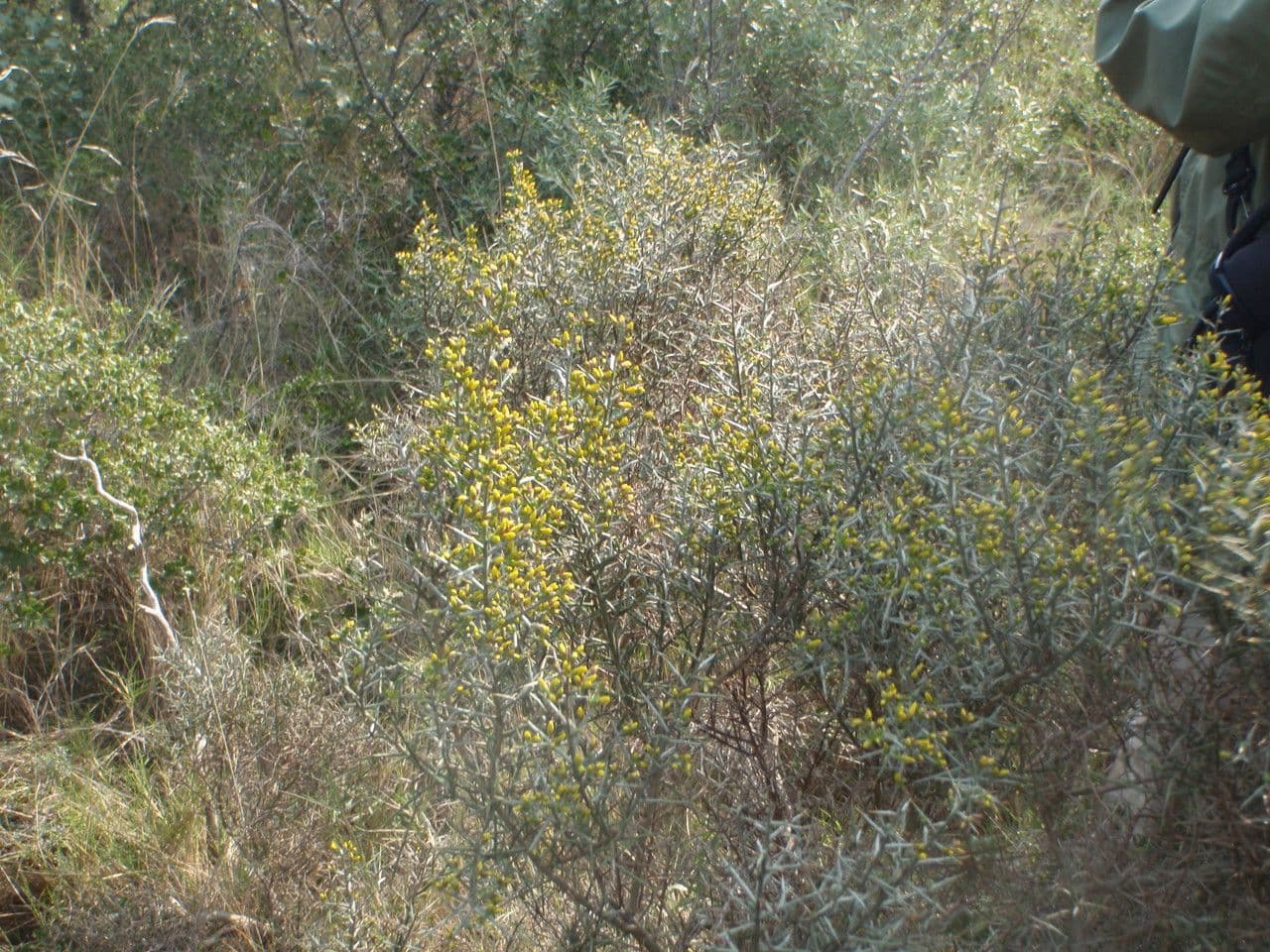 Ginestra spinosa 11