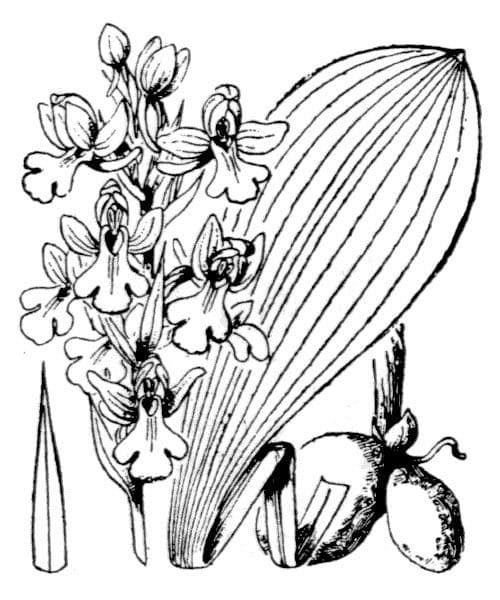 Orchide pallida 19