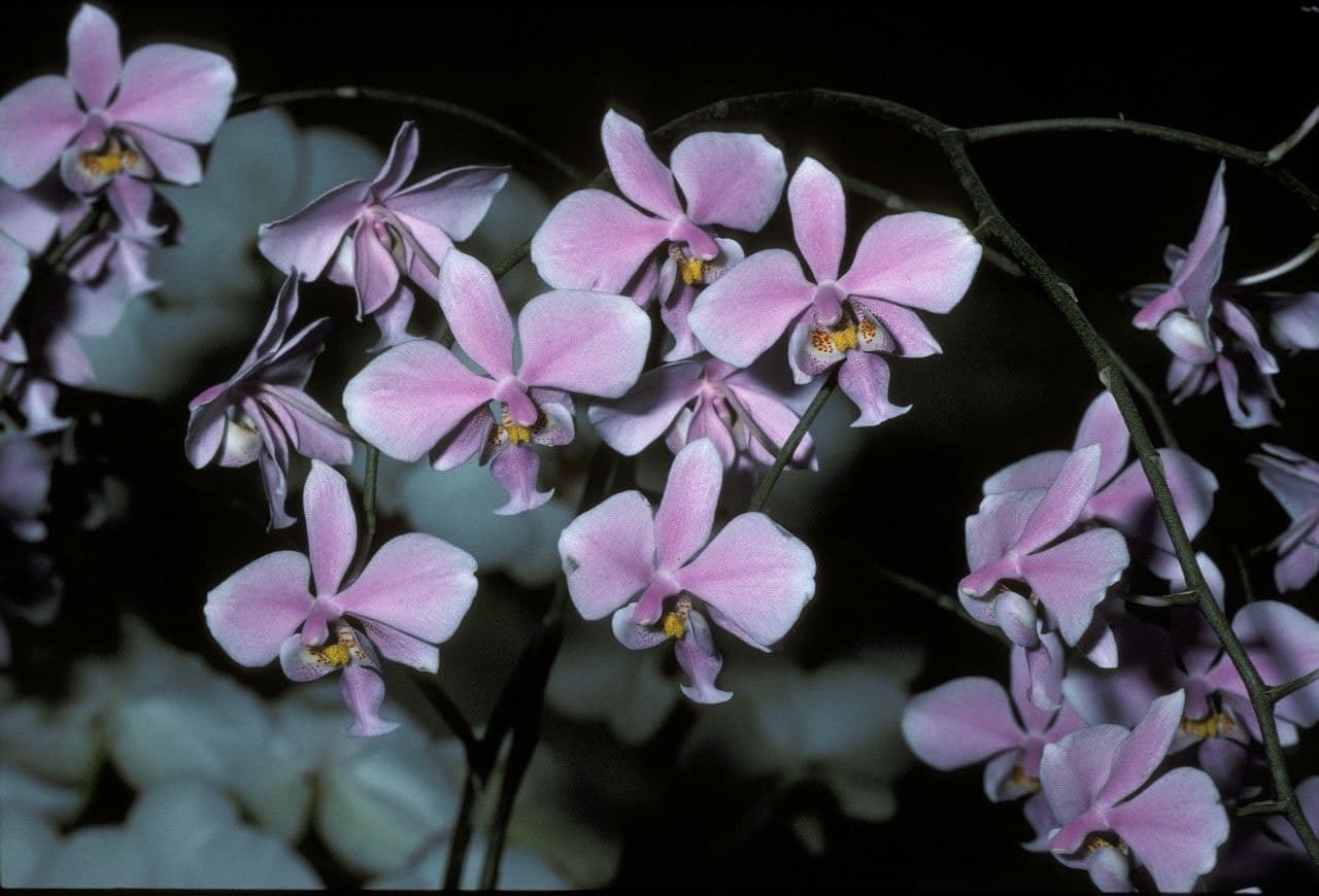 Schiller-Phalaenopsis 2