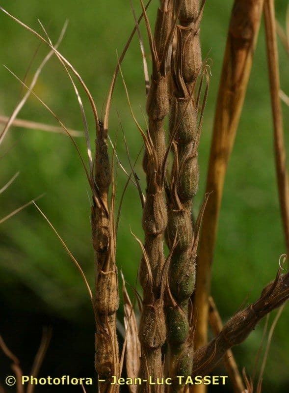Aegilops 2