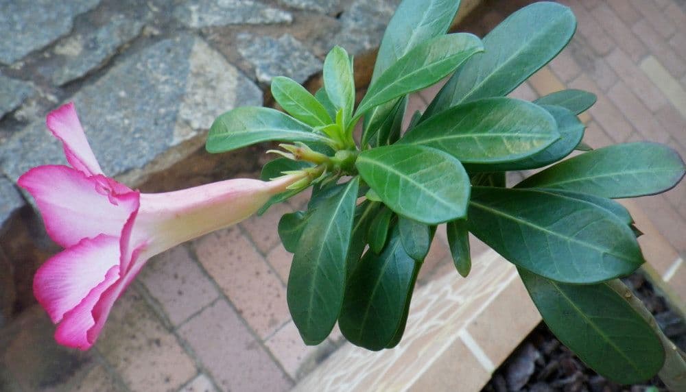 Adenium 27