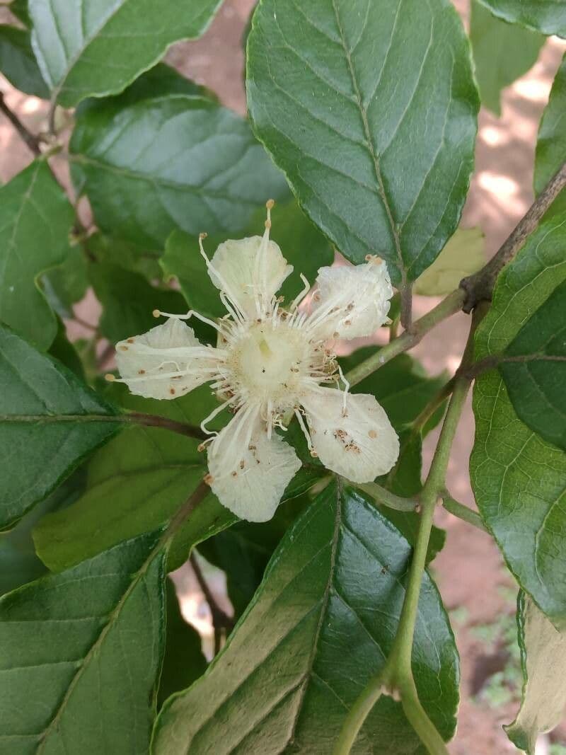 Campomanesia xanthocarpa 6