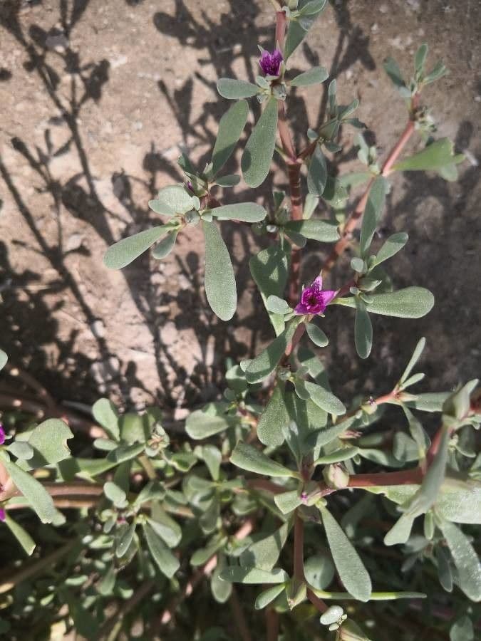 Portulaca occidentale 15