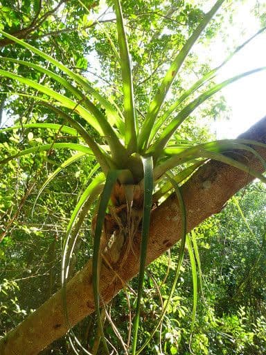 Tillandsia utricolata 10