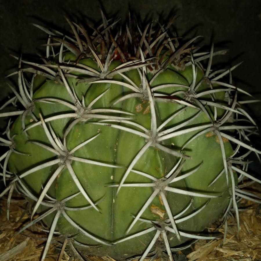 Melocactus 21