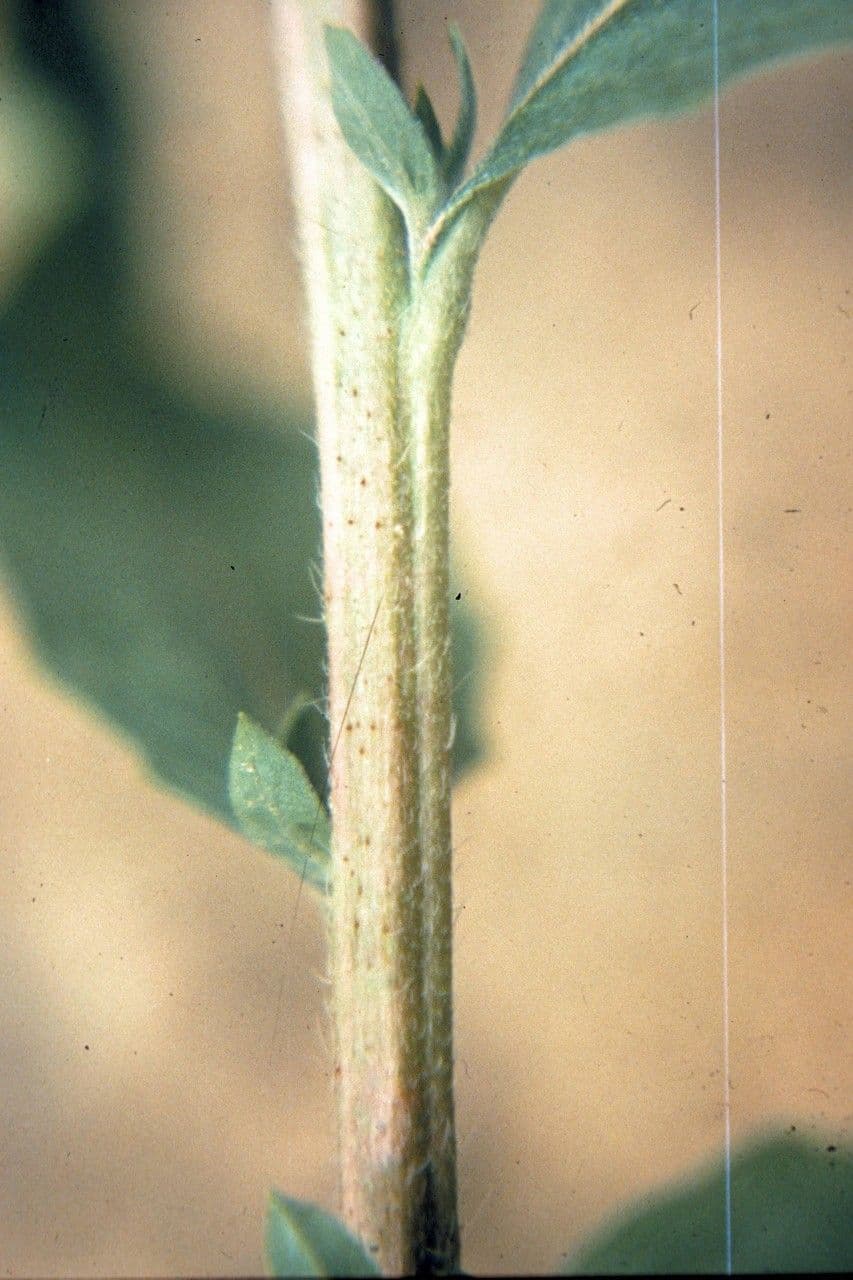 Enagra parviflora 22