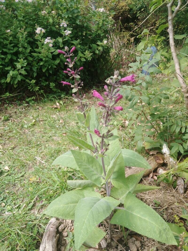 Lepechinia 10