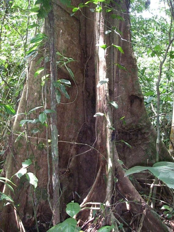 Ocotea 7