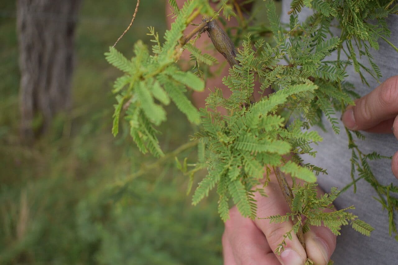 Prosopis affinis 11